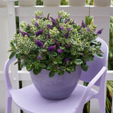 Хебе Addenda Quattro, микс от 4 сорта Hebe в тенджера, цветни цветове и вечнозелени листа