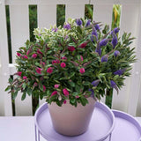 Хебе Addenda Quattro, микс от 4 сорта Hebe в тенджера, цветни цветове и вечнозелени листа