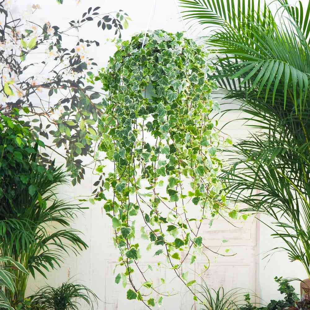 Бръшлян 'White Wonder' 110 см – висящо стайно растение с бели ръбове, пречиства въздуха