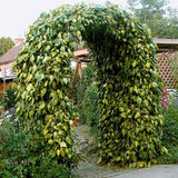 Iedera verde-galben palid Colchica Sulphur Heart, cataratoare, vesnic verde si flori mici