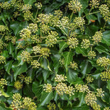 Iedera Fall Favourite (Hedera colchica Fall Favourite), cu frunze mari si flori mici galbene