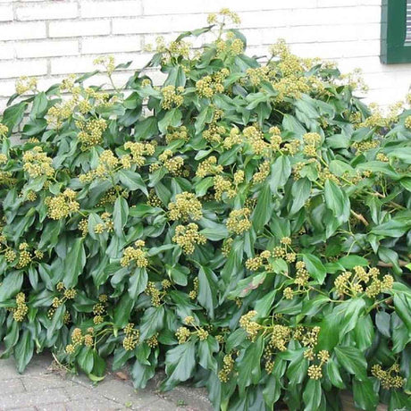 Iedera Fall Favourite (Hedera colchica Fall Favourite), cu frunze mari si flori mici galbene