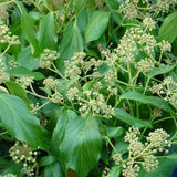 Iedera Fall Favourite (Hedera colchica Fall Favourite), cu frunze mari si flori mici galbene