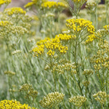 Imortela - Planta de Curry (Helichrysum italicum), planta aromatica cu flori galbene, frunze argintii parfum intens, rezistenta la seceta