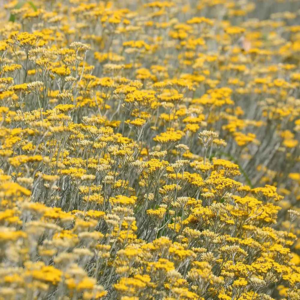 Imortela - Planta de Curry (Helichrysum italicum), planta aromatica cu flori galbene, frunze argintii parfum intens, rezistenta la seceta
