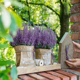 Lavanda de toamna (Calluna), iarba neagra Erica mov, planta de toamna rezistenta, vesnic verde