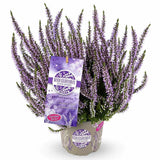 Lavanda de toamna (Calluna), iarba neagra Erica mov, planta de toamna rezistenta, vesnic verde