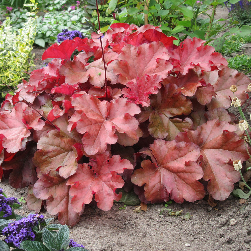 Clopotel purpuriu visiniu (Heuchera) Boysenberry, acoperitor de sol