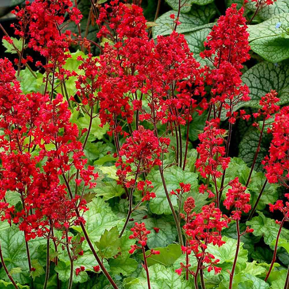 Clopotel purpuriu burgundiu (Heuchera) Mint Marquess, acoperitor de sol, planta perena cu frunze verzi ornamentale si flori rosii