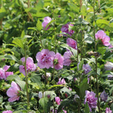 Hibiscus Ardens, arbust decorativ cu flori mov si inflorire lunga
