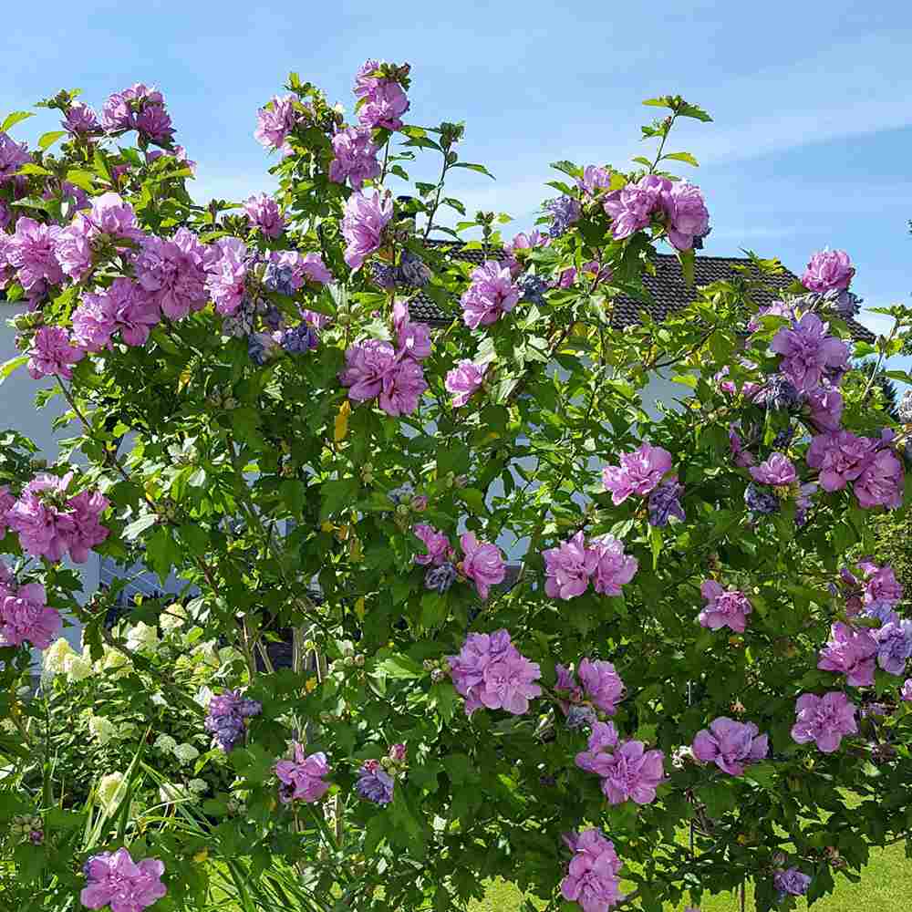 Hibiscus Ardens, arbust decorativ cu flori mov si inflorire lunga