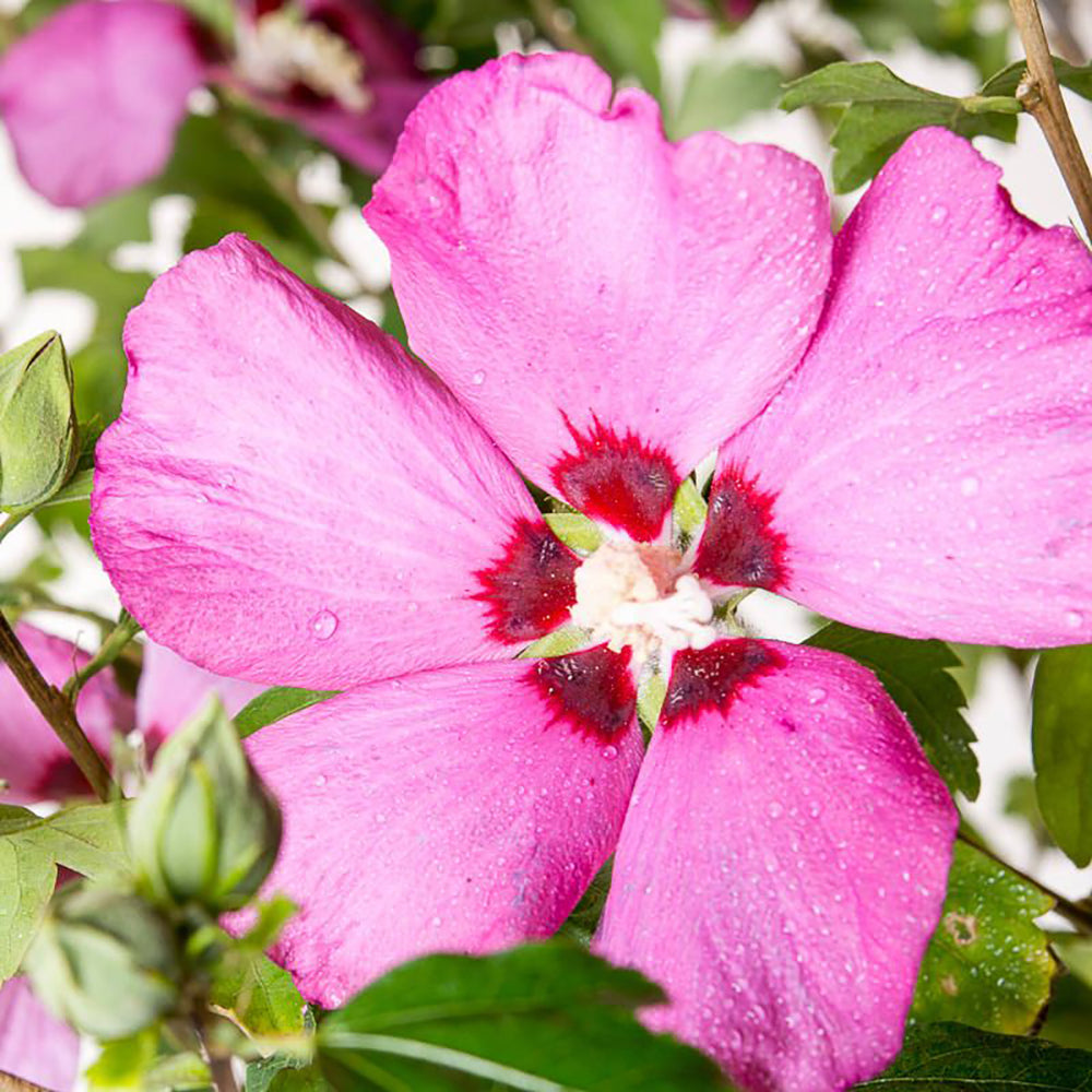 Hibiscus Hamabo