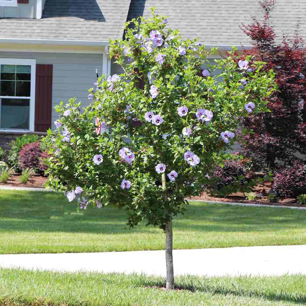 Hibiscus syriacus Marina, arbust decorativ cu flori albastre- lavanda, rezistent frig