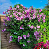 Hibiscus Woodbridge, arbust cu flori roz intens rezistent la frig si inflorire vara