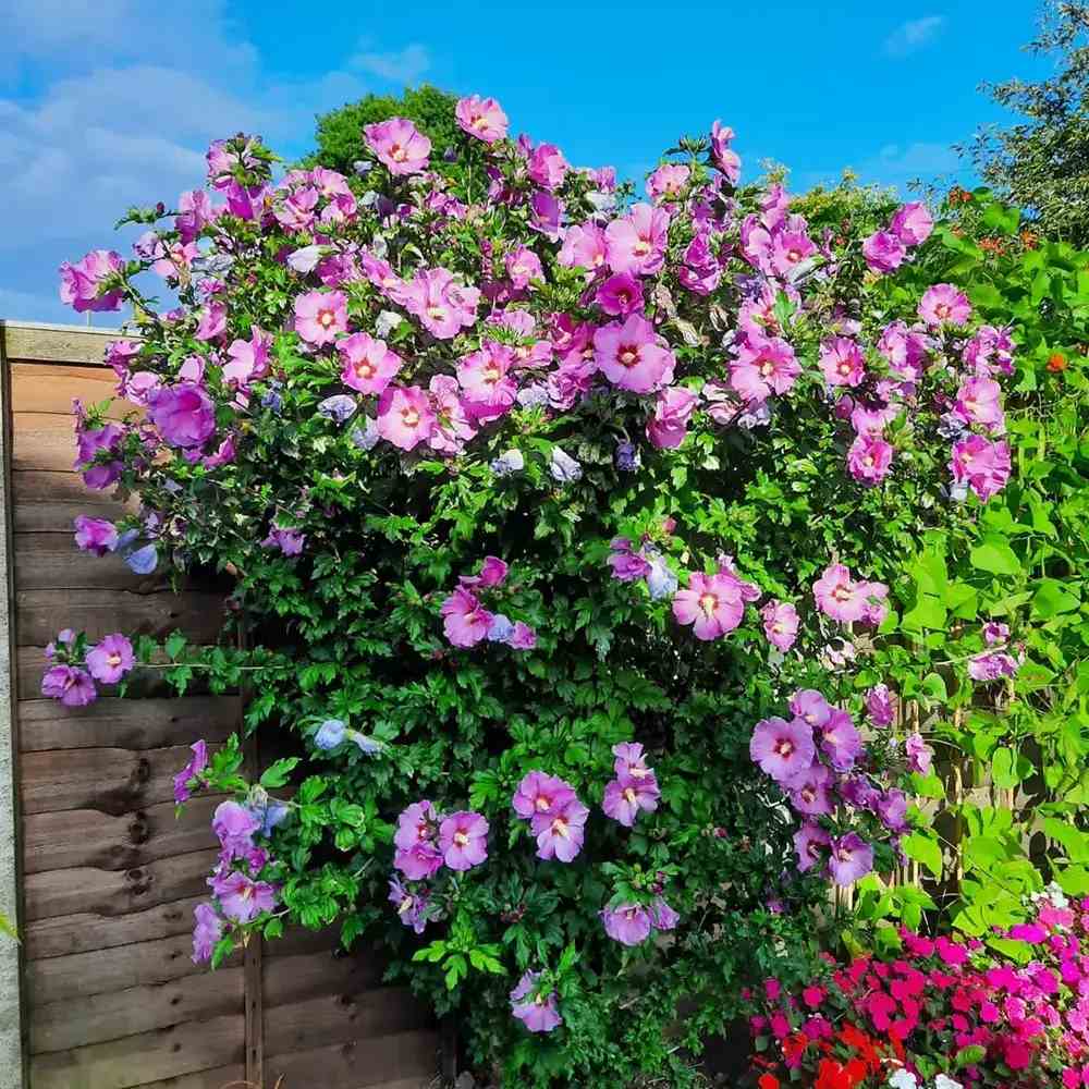 Хибискус Woodbridge, храст с интензивно розови цветове, студоустойчив, летен цъфтеж