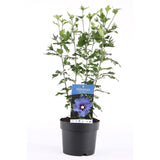 Hibiscus syriacus Marina, arbust decorativ cu flori albastre- lavanda, rezistent frig