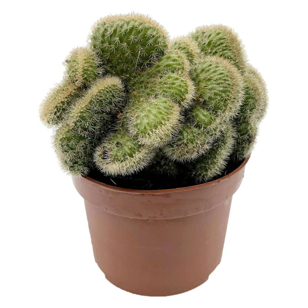 Cactus Coada de Maimuta Crestata (Hildewintera Aureispina Cristata), planta de interior decorativa, forma unica - 20 cm