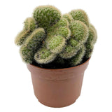 Cactus Coada de Maimuta Crestata (Hildewintera Aureispina Cristata), planta de interior decorativa, forma unica - 20 cm
