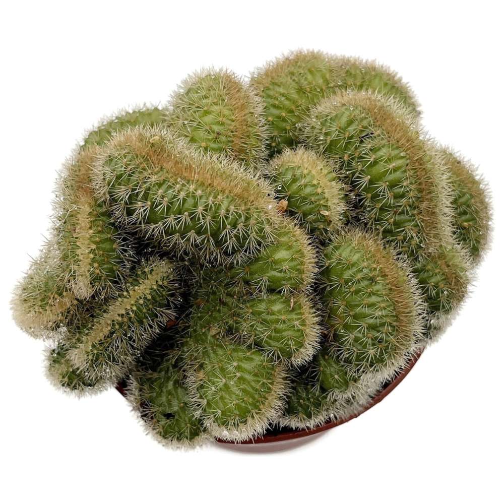 Cactus Coada de Maimuta Crestata (Hildewintera Aureispina Cristata), planta de interior decorativa, forma unica - 20 cm