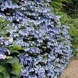 Hortensie albastra Hydrangea macrophylla Mariesii Perfecta Blue Wave, flori decorative, tufis ornamental, rezistenta la ger