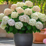 Hortensia Candybelle Marshmallow, flori mari roz-alb pastelate, rezistenta la ger