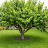 Нектарина джудже Prunus persica Nucipersica – компактно овощно дърво за саксия