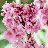 Нектарина джудже Prunus persica Nucipersica – компактно овощно дърво за саксия