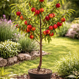 Нектарина джудже Prunus persica Nucipersica – компактно овощно дърво за саксия