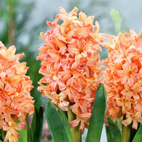 Bulbi Zambile Gipsy Queen, set de 5 bulbi cu flori portocaliu-somon, parfum intens, inflorire primavara