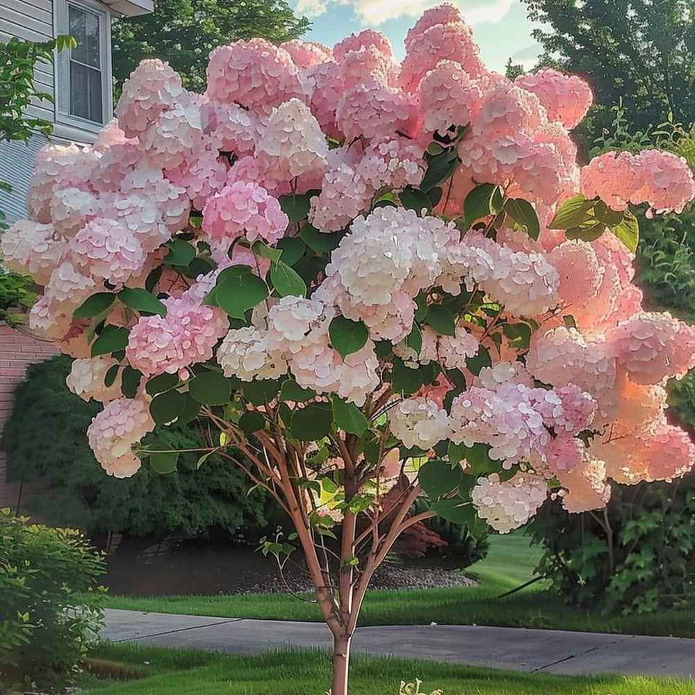 Hortensie de gradina Tip Copac Pink & Rose, cu flori roz-alb