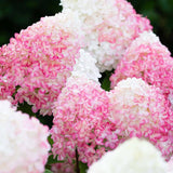 Hortensie de gradina Tip Copac Pink & Rose, cu flori roz-alb