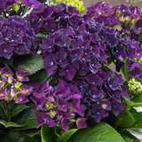 Hortensia de gradina Deep Purple Dance, cu flori mov