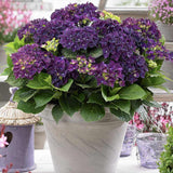 Hortensia de gradina Deep Purple Dance, cu flori mov