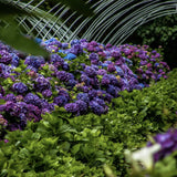 Градинска хортензия Deep Purple Dance, с виолетови цветове