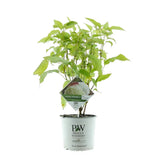 Хортензия градинска Annabelle, с огромни бели сферични цветове, дълъг цъфтеж, бърз растеж