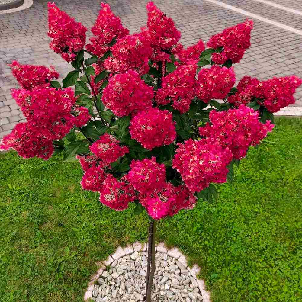 Хортензия градинска дървовидна Wim's Red