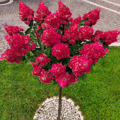 Хортензия градинска дървовидна Wim's Red