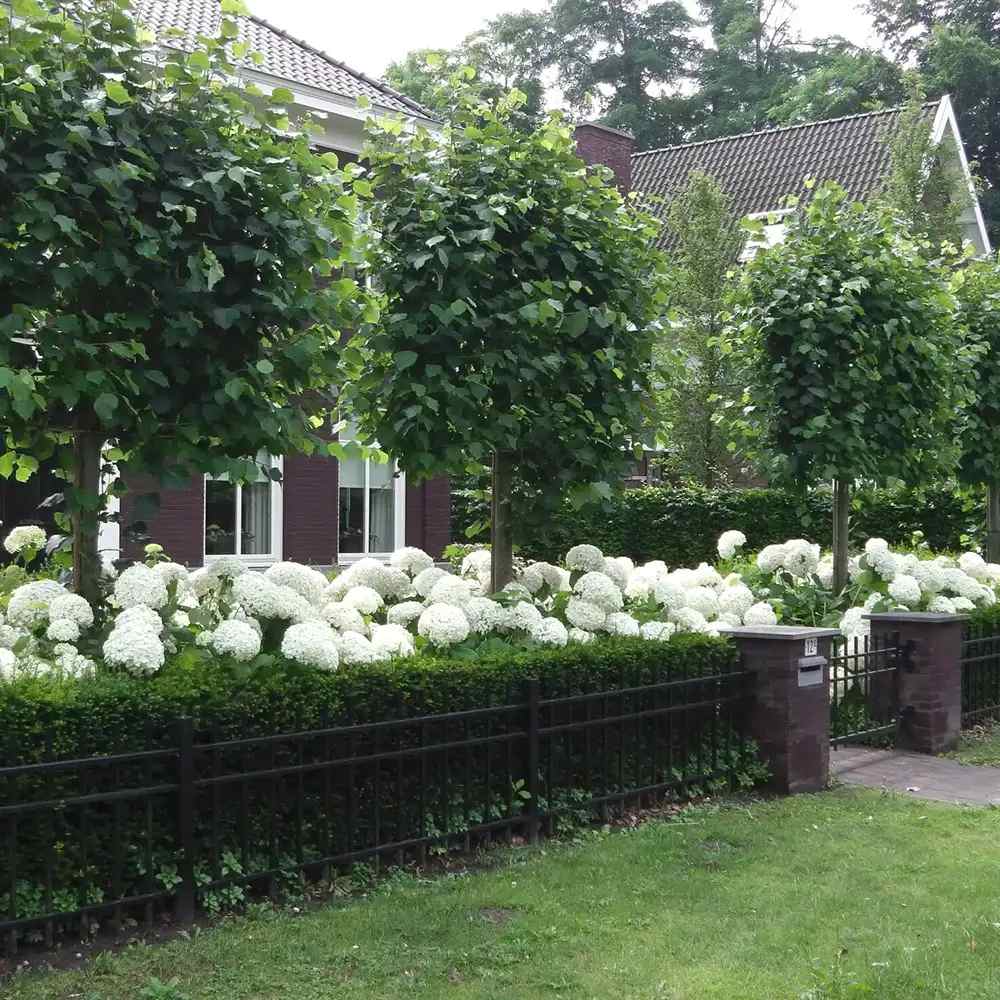 Хортензия градинска Annabelle, с огромни бели сферични цветове, дълъг цъфтеж, бърз растеж