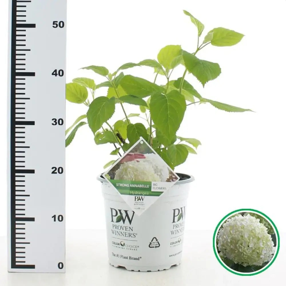 Хортензия градинска Strong Annabelle, с XXL бели сферични цветове