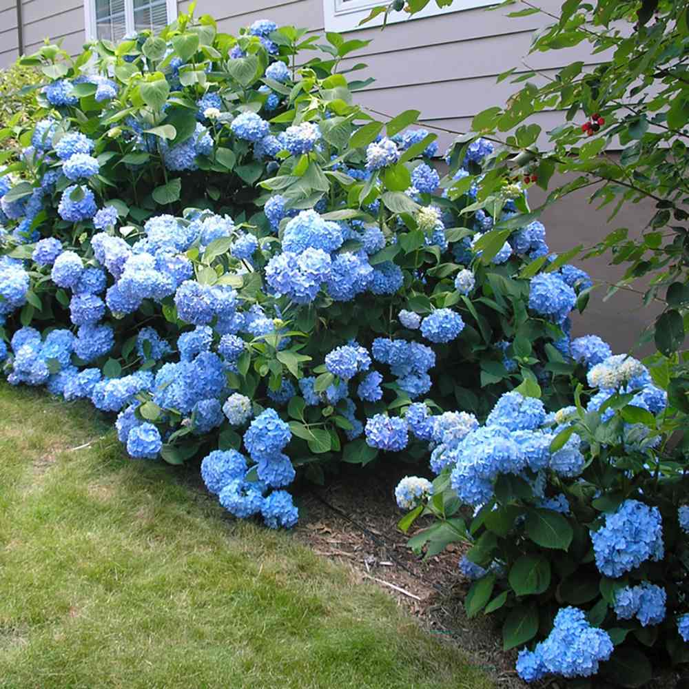 Hortensia de gradina Bodensee, cu flori albastre