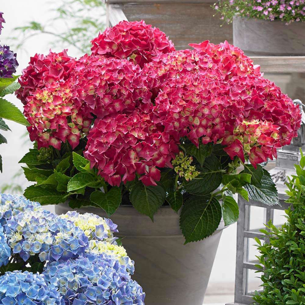 Hortensie de Gradina Pitica Little Red XS, flori rosii compacte, tufis decorativ de gradina