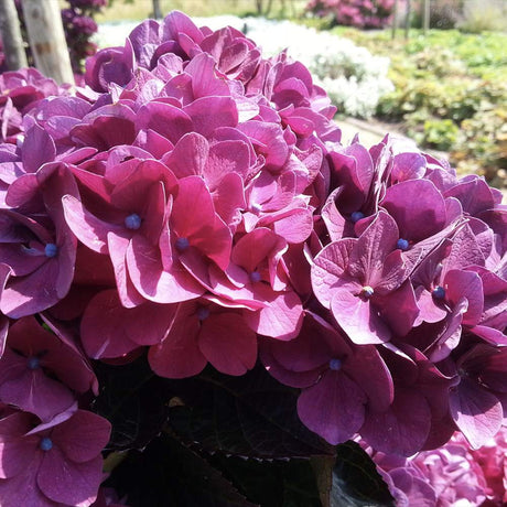 Градинска хортензия Merveille Sanguine, с бордо-розови цветове и пурпурно-зелени листа, ексклузивен сорт