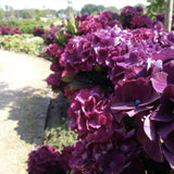 Градинска хортензия Merveille Sanguine, с бордо-розови цветове и пурпурно-зелени листа, ексклузивен сорт