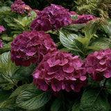 Градинска хортензия Merveille Sanguine, с бордо-розови цветове и пурпурно-зелени листа, ексклузивен сорт