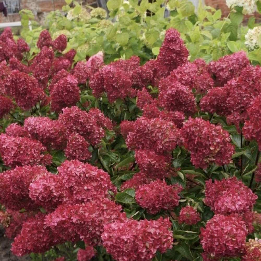Градинска хортензия Merveille Sanguine, с бордо-розови цветове и пурпурно-зелени листа, ексклузивен сорт