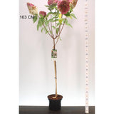 Хортензия градинска дървовидна Vanille Fraise, с кремаво-розови цветове