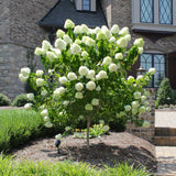 Hortensia de gradina Annabelle - Tip Copacel, cu flori albe mari sferice