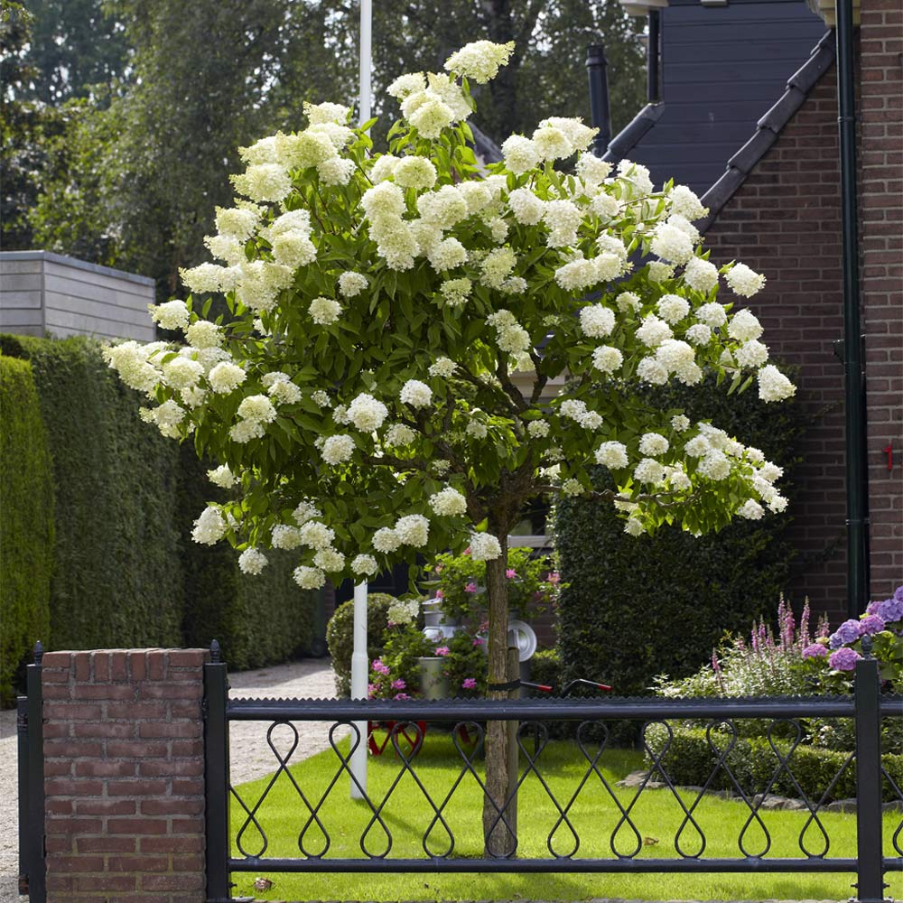 Hortensia de gradina Annabelle - Tip Copacel, cu flori albe mari sferice