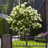 Hortensia de gradina Annabelle - Tip Copacel, cu flori albe mari sferice