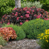 Hortensie de gradina Black Diamond Red Angel, flori rosii, frunze inchise, soi exclusiv si elegant